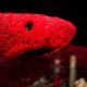 Illustration for article titled This is what a skinless elephant and a shark made out of blood vessels look like